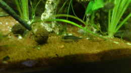 aquarium-von-hotu-shrimps-amp--fish-ehemals-cpo-amp--garnelen_Welse