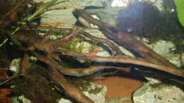 aquarium-von-hotu-shrimps-amp--fish-ehemals-cpo-amp--garnelen_Red Fire