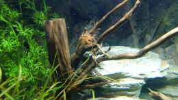 aquarium-von-hotu-shrimps-amp--fish-ehemals-cpo-amp--garnelen_CPO