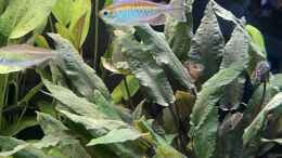 aquarium-von-franne-mein-westafrika-traum_Wunderschöne Kongosalmler 