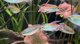 aquarium-von-franne-mein-westafrika-traum_Farbenfrohe Kongosalmler 