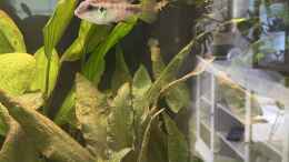 Aquarium einrichten mit Benitochromis Mädel