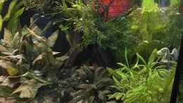 aquarium-von-franne-mein-westafrika-traum_Bepflanzte große Mangrove 
