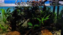 aquarium-von-david-schneider-aquaristik-schwarzwasser-naturaquarium_Beckenansicht von vorne ohne Schwarzwasser