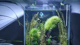 aquarium-von-david-schneider-aquaristik-little-asia-caridina-tank_Neuer Standort im Wohnzimmer