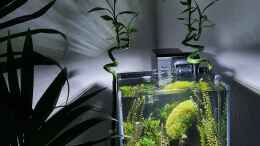 aquarium-von-david-schneider-aquaristik-little-asia-caridina-tank_Beckenansicht von vorne