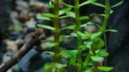 Aquarium einrichten mit Rotala indica bonsai