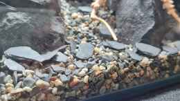aquarium-von-david-schneider-aquaristik-little-asia-caridina-tank_ADA Gravel rocks