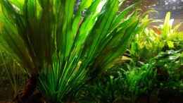 aquarium-von-klaus-r-wandaquarium_Amazonas Schwertpflanze