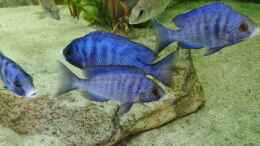 aquarium-von-dennis-80-malawisee--uebergangszone_Placidochromis phenochilus mdoka white lips 