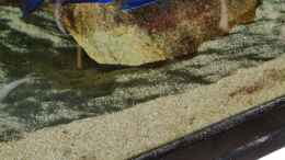 aquarium-von-dennis-80-malawisee--uebergangszone_Placidochromis phenochilus mdoka white lip Weibchen Männche