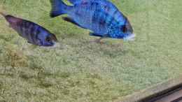aquarium-von-dennis-80-malawisee--uebergangszone_Placidochromis phenochilus mdoka white lip Männchen und Wei