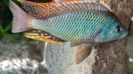 Aquarium einrichten mit Othopharynx Tetrastigma Männchen