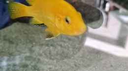 aquarium-von-dennis-80-malawisee--uebergangszone_Labidochromis caeruleus yellow Weibchen
