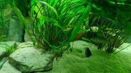aquarium-von-dennis-80-malawisee--uebergangszone_Cryptocoryne aponogetifolia Hammerschlag-Wasserkelch  Muterp