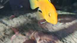 aquarium-von-dennis-80-malawisee--uebergangszone_Labidochromis caeruleus yellow Männchen 