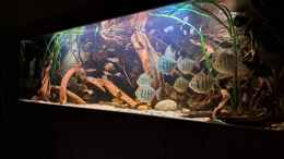 aquarium-von-agua-viva-amazonas---wasserwelt_