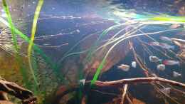 aquarium-von-agua-viva-amazonas---wasserwelt_Künstliche Valisnerie