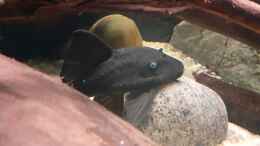 Aquarium einrichten mit Panaque cochliodon suttoni