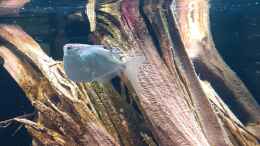 Aquarium einrichten mit Thoracocharax securis ( Platinbeilbauch )