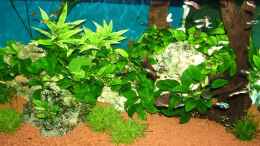 aquarium-von-manfred-und-heidi-reis-becken-4424_meine pflanzen