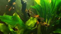 aquarium-von-8isjulchn8-schwarzwasser-suedamerika-biotop_Trauermantelsalmler