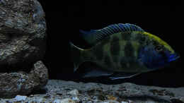 aquarium-von-malawidortmund-malawi-raeuberisch_Nimbochromis venustus