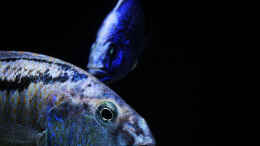 aquarium-von-malawidortmund-malawi-raeuberisch_Aristochromis christyi