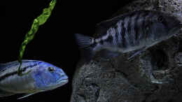 aquarium-von-malawidortmund-malawi-raeuberisch_Tyrannochromis nigriventer tiger chilumba - Nimbochromis liv
