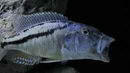 aquarium-von-malawidortmund-malawi-raeuberisch_Aristochromis christyi