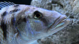 aquarium-von-malawidortmund-malawi-raeuberisch_Tyrannochromis nigriventer tiger chilumba
