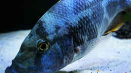 Aquarium einrichten mit Nimbochromis livingstonii