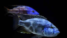 aquarium-von-malawidortmund-malawi-raeuberisch_Nimbochromis livingstonii 