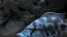 aquarium-von-malawidortmund-malawi-raeuberisch_Nimbochromis livingstonii