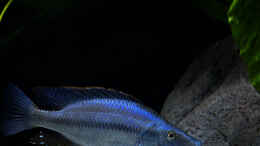 aquarium-von-malawidortmund-malawi-raeuberisch_Dimidiochromis compressiceps