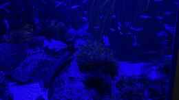 aquarium-von-dietmar-kessl-aquascape-mooslandschaft_Bei Mondlicht