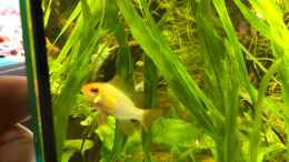 aquarium-von-melia-juwel_Schmetterlingsbuntbarsche Gold