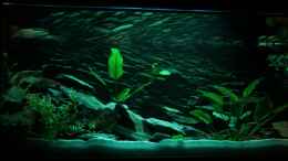aquarium-von-markus-smak-becken-4437_Moonlight
