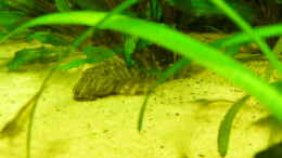 Aquarium einrichten mit Peckoltia vittata