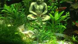 aquarium-von-christian-bernreiter-gesellschaftsbecken-asia-style_Buddha im Dschungel 