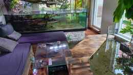 aquarium-von-daniel-mayer-wohnzimmerteich_3000 liter-becken mit dem Biotop verbunden über den Filter 