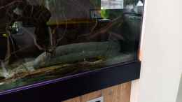 aquarium-von-daniel-mayer-wohnzimmerteich_Südamerikanischer lungenfisch 