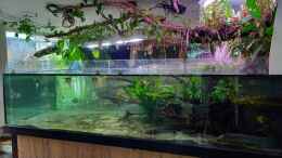 aquarium-von-daniel-mayer-wohnzimmerteich_3000 liter-becken 
