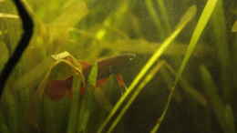 aquarium-von-orentia-betta-rutilans---artenbecken_Betta Rutilans Weibchen