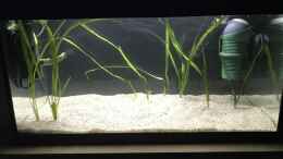 aquarium-von-herkla-pseudomugil-gertrudae-aru-ii_24.01.2024  9 Vallisneria spiralis eingepflanzt
