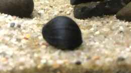 aquarium-von-herkla-pseudomugil-gertrudae-aru-ii_19.03.24 Neritina pulligera