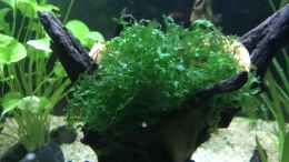 aquarium-von-herkla-pseudomugil-gertrudae-aru-ii_15.03.24 Riccardia chamedryfolia auf Moorkienwurzel