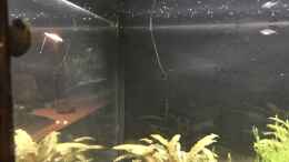 aquarium-von-herkla-laich---u--aufzuchtbecken-melanotaenia-praecox_13.03.2023 Neritina pulligera