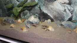 aquarium-von-talorin-ikea-billy-regal-aquarium_Lamprologus Speciosus
