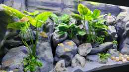 aquarium-von-chris-heerwagen-tanganjikasee_240l Juwel Rio 240